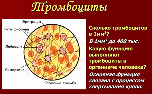 функции тромбоцитов