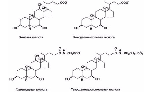 желчные кислоты