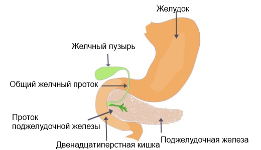 Очищение поджелудочной железы способами народной медицины