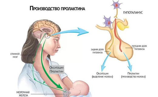 пролактин