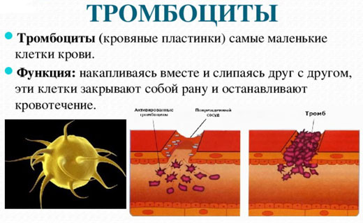 тромбоциты норма