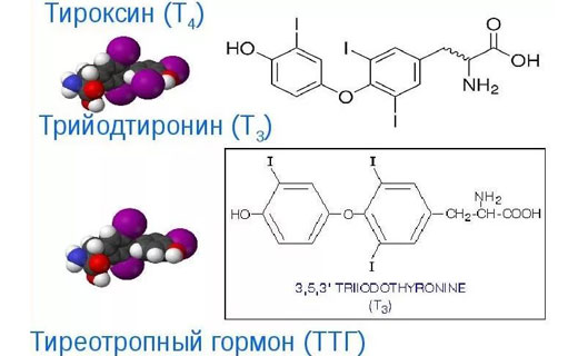 тиреотропный гормон