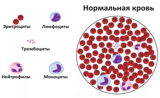 состав крови