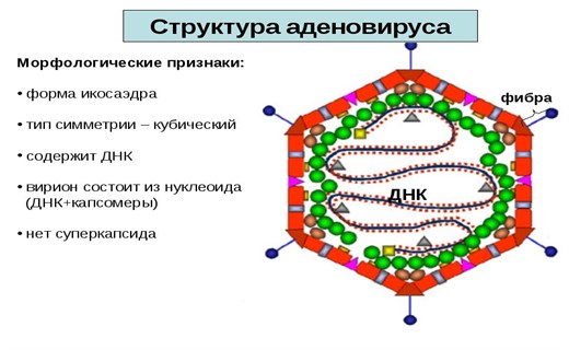 Вирус аденовирус