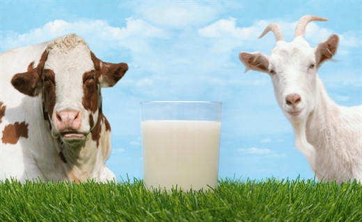 Аллергия на белки молока