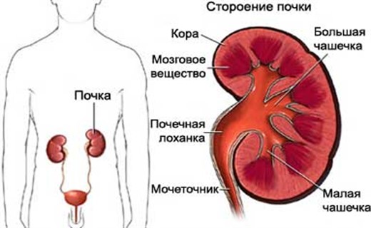 Лоханка где. Почечные лоханки у детей. Берже болезнь почек. Лоханка почка анатомия строение. Чашечки почки анатомия.