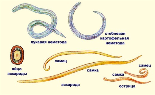 Паразиты У Кур Фото