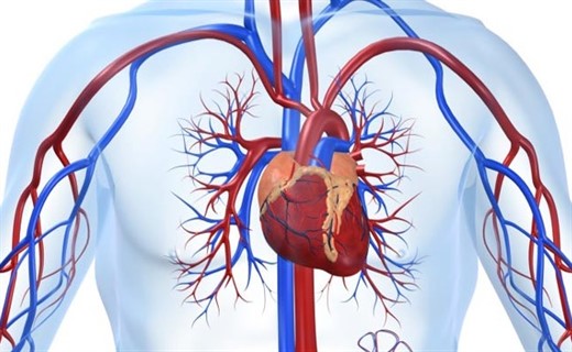 Легочная аорта сердца
