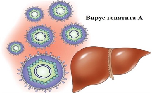 Вирус гепатита а