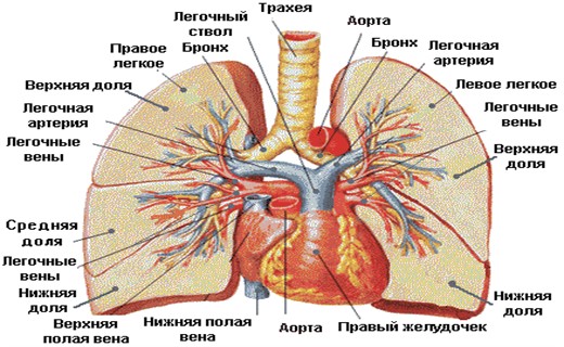 Болезни дыхательных путей