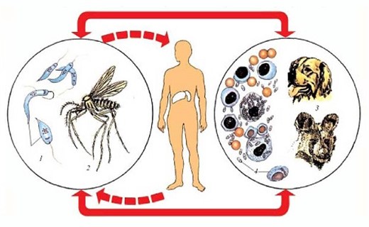 Лейшманиоз у человека - симптомы и лечение