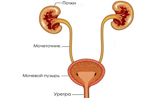 Мочевая система человека