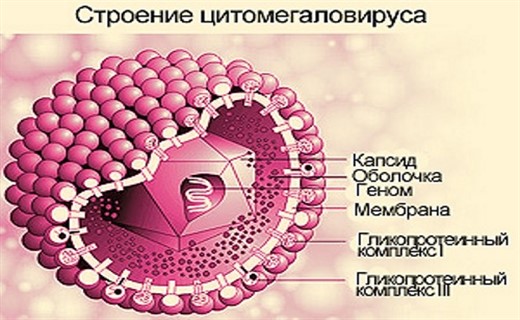 Схема лечения цитомегаловирусной инфекции