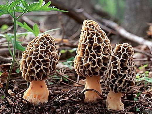 Лечебные свойства гриба сморчка
