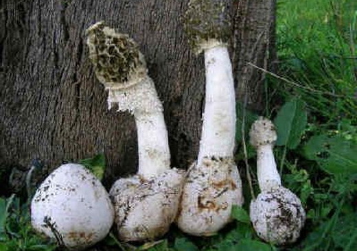 Лечебные свойства гриба веселки